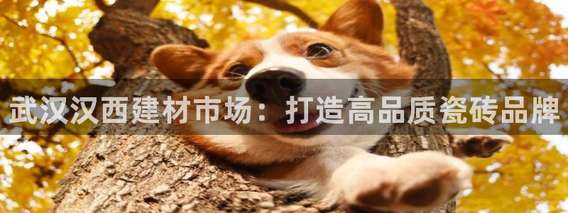 杏鑫代理注册平台